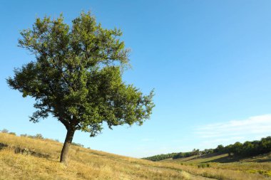 Tarlada yetişen yeşil yapraklı ağaç