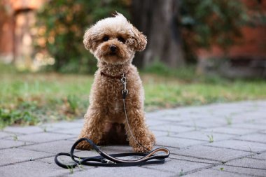 Dışarıda yürürken tasması olan sevimli Maltipoo köpeği, mesaj için yer var.