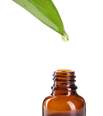 Temel yağ yeşil yapraktan beyaz arka planda şişeye damlıyor