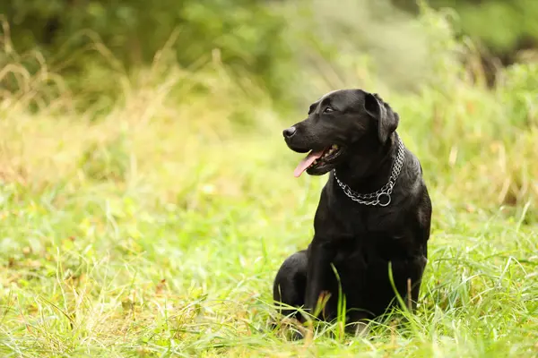 Dışarıdaki yeşil çimlerde oturan sevimli Labrador Retriever köpeği. Metin için boşluk