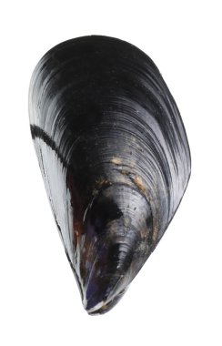 Bir çiğ midye beyaza izole edilmiş. Deniz yiyeceği