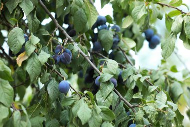 Bahçedeki ağaçta yetişen olgun erikler.