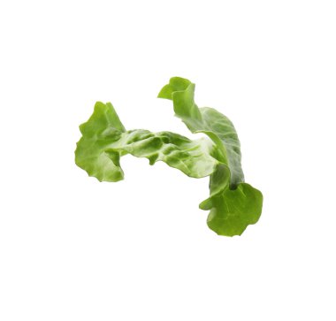 Beyaz üzerine izole edilmiş marul yaprağı.