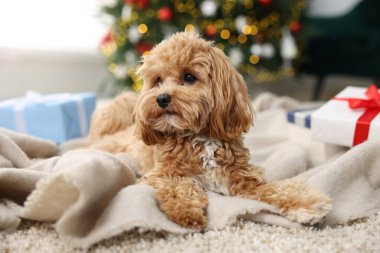 Noel için dekore edilmiş halı üzerinde sevimli bir Maltipoo köpeği.