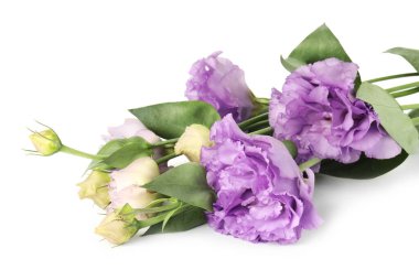 Beyaz yapraklı güzel menekşe çiçekleri.