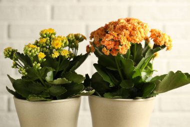 Aydınlık arka planda saksılarda farklı güzel kalanchoe çiçekleri, yakın plan
