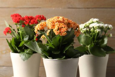 Bulanık bej arka planda saksılarda farklı güzel kalanchoe çiçekleri, yakın plan.