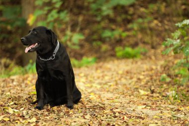 Sevimli Labrador Retriever köpeği dışarıda yaprakların arasında oturuyor. Metin için boşluk