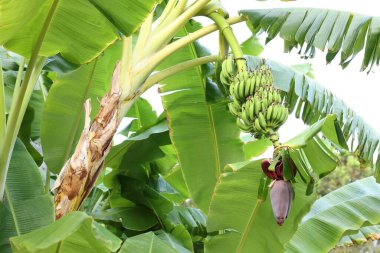 Yeşil yapraklı tropik ağaç ve açık havada olgunlaşmış muzlar.