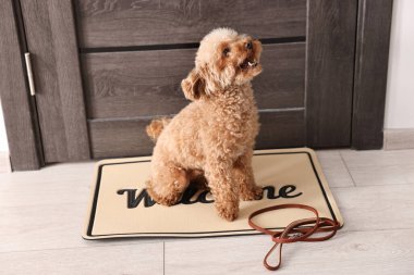 Walking with dog. Cute Maltipoo with leash near door indoors clipart