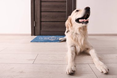 Köpekle yürüyüşe çıkmak. Kapının yanında sevimli bir Golden Retriever.