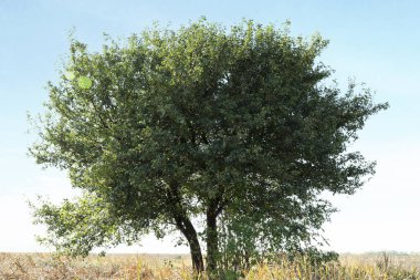 Tarlada yetişen yeşil yapraklı ağaç