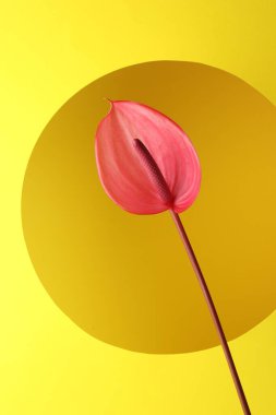 Sarı arka planda güzel pembe kuyruk çiçeği, yakın plan.