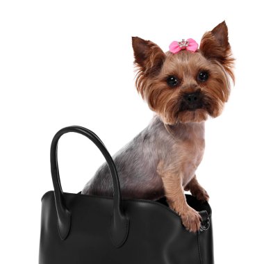 Beyaz tenli şirin Yorkshire Terrier köpeği.