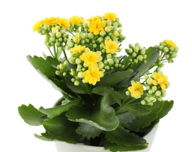 Beyaz tencerede güzel bir kalanchoe çiçeği.