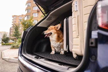 Bagajdaki bavulların yanında Pembroke Galsh Corgi