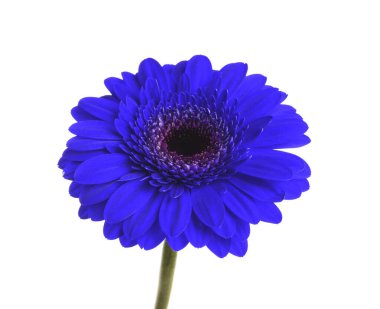 Beyaz arka planda güzel mavi gerbera çiçeği