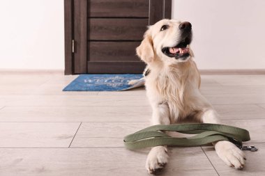 Köpekle yürüyüşe çıkmak. Kapının yanında tasması olan sevimli bir Golden Retriever.