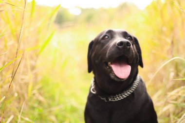 Labrador Retriever köpeğinin dışarıda çekilmiş bir portresi. Metin için boşluk