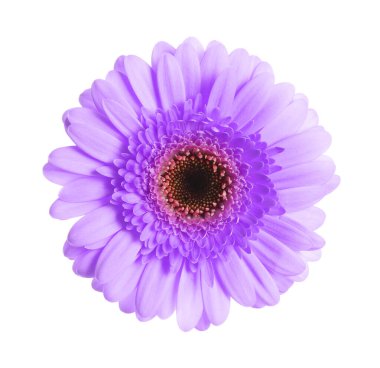 Beyaz arka planda güzel menekşe gerbera çiçeği