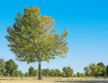 Dışarıda yetişen yeşil yapraklı güzel ağaçlar.