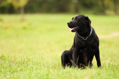 Yeşil çimlerde oturan sevimli Labrador Retriever köpeği. Metin için boşluk
