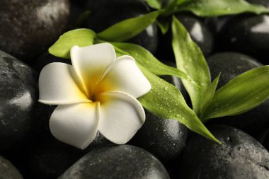 Plumeria çiçeği ve yeşil yapraklar kaplıca taşlarında, yakın plan.