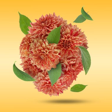 Altın arka planda parlak yıldız çiçekleri