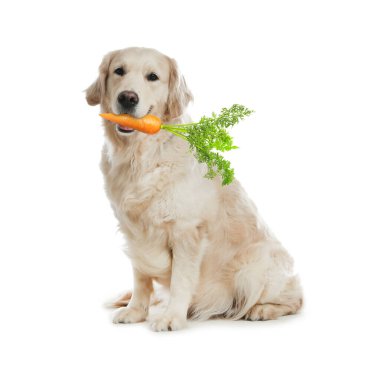 Beyaz arka planda taze havucu olan sevimli Golden Retriever.