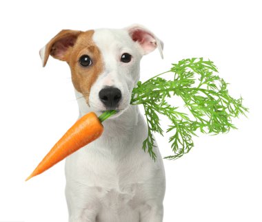 Beyaz arka planda taze havucu olan şirin Jack Russell Teriyeri.