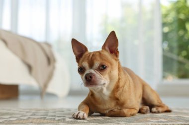 Odadaki halının üzerinde şirin bir Chihuahua köpeği.
