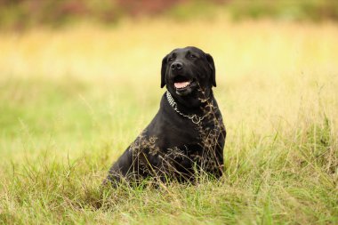 Yeşil çimlerde oturan sevimli Labrador Retriever köpeği.