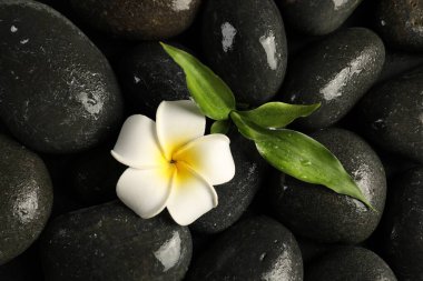 Plumeria çiçeği ve yeşil yapraklar kaplıca taşlarında, üst manzara