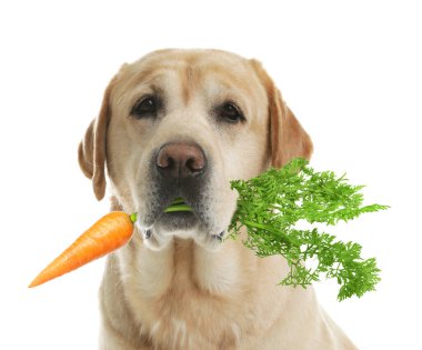 Beyaz arka planda taze havucu olan şirin Altın Labrador Retriever.