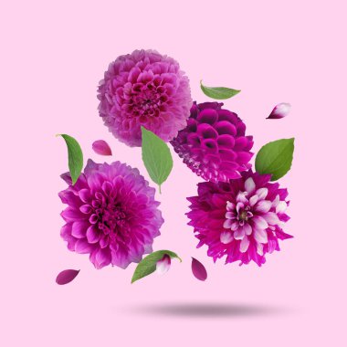 Pembe arka planda parlak yıldız çiçekleri