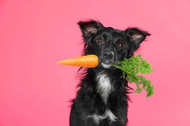 Pembe arka planda taze havucu olan şirin bir köpek.