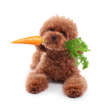 Beyaz arka planda taze havucu olan sevimli Maltipoo köpeği.
