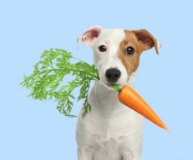 Açık mavi arka planda taze havucu olan şirin Jack Russell Teriyeri.