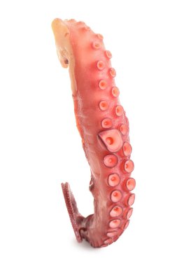 Bir çiğ ahtapot dokunacı beyaza izole edilmiş.