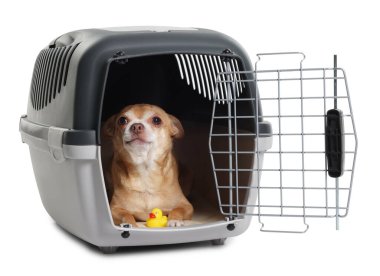 Evcil hayvan taşıyıcısında oyuncağı olan sevimli köpek beyazı izole etmiş.