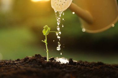 Genç fidanları açık havada sulamak, yakınlaşmak
