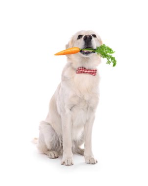 Beyaz arka planda taze havucu olan sevimli Golden Retriever.