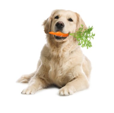 Beyaz arka planda taze havucu olan sevimli Golden Retriever.