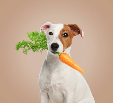 Tatlı Jack Russell Teriyeri koyu bej arka planda taze havuç