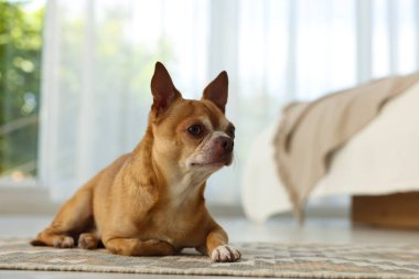 Odadaki halının üzerinde şirin bir Chihuahua köpeği.