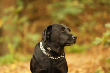 Bulanık arka planda sevimli Labrador Retriever köpeğinin portresi
