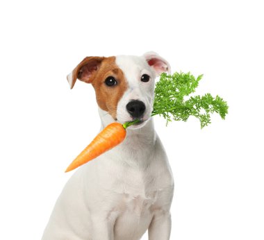 Beyaz arka planda taze havucu olan şirin Jack Russell Teriyeri.