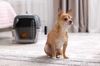 Kapalı alanda sevimli köpek ve hayvan taşıyıcısı, seçici bir odak.