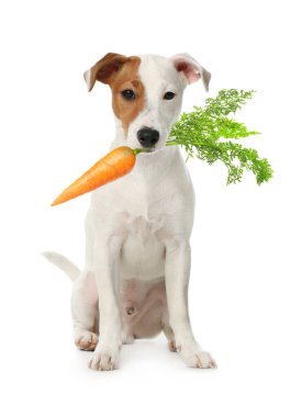 Beyaz arka planda taze havucu olan şirin Jack Russell Teriyeri.