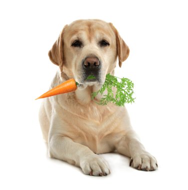 Beyaz arka planda taze havucu olan şirin Altın Labrador Retriever.
